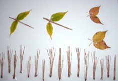 Hojas de otoño en Japon - Autumn leaves in Japan